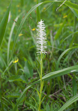 Image of Chamaelirium japonicum