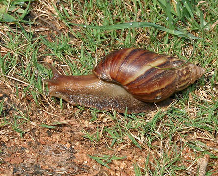 Image of Achatina fulica