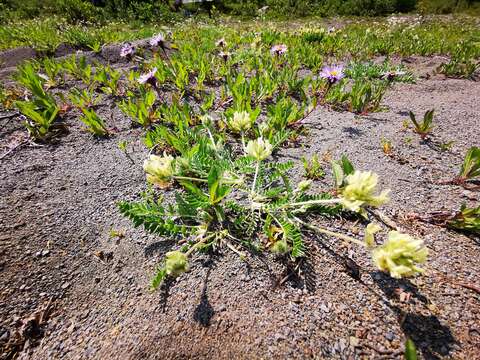 Image de Oxytropis evenorum Jurtzev & A. P. Khokhr.