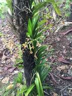 Image of Palau hyacinth-orchid