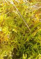 Image of hamatocaulis moss