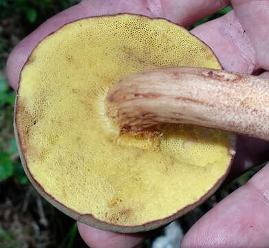 Image of Boletus ferrugineus Schaeff. 1774