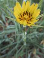 Image of Tragopogon pratensis subsp. pratensis