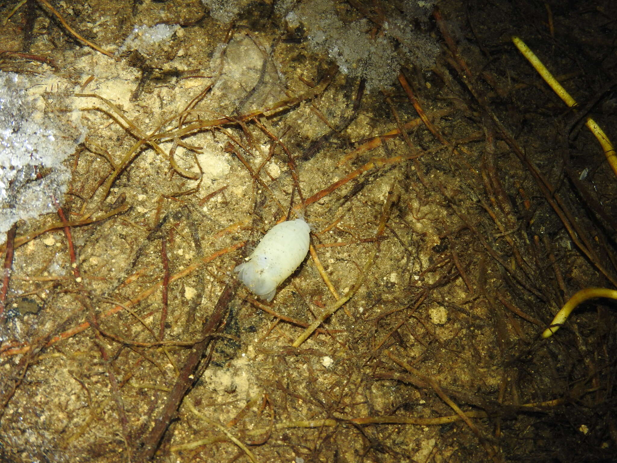 Image of Isla Santa Cruz Spiny Lizard