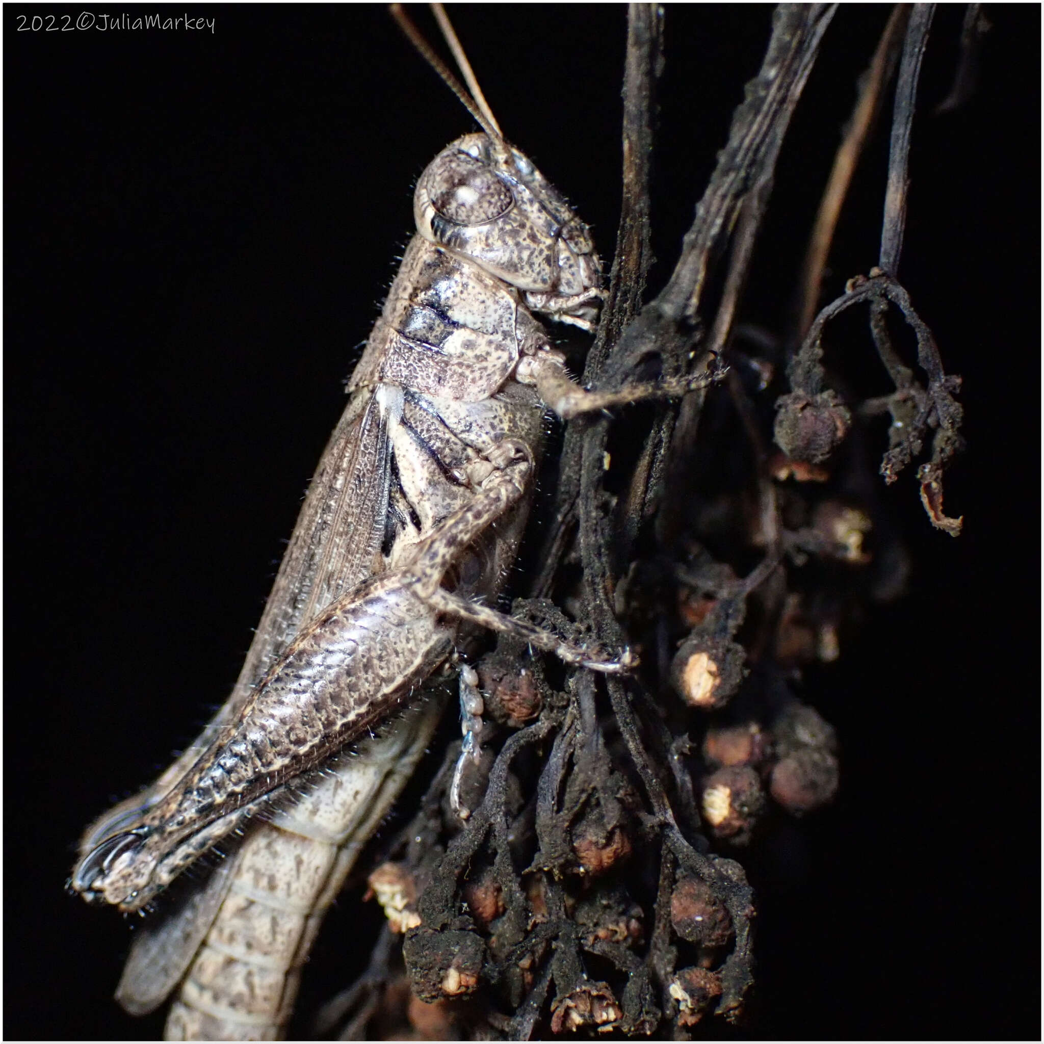 Image of Melanoplus cinereus Scudder & S. H. 1878