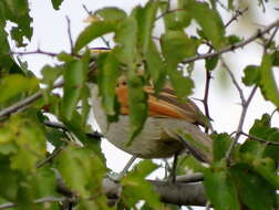 Слика од Tchagra senegalus kalahari (Roberts 1932)