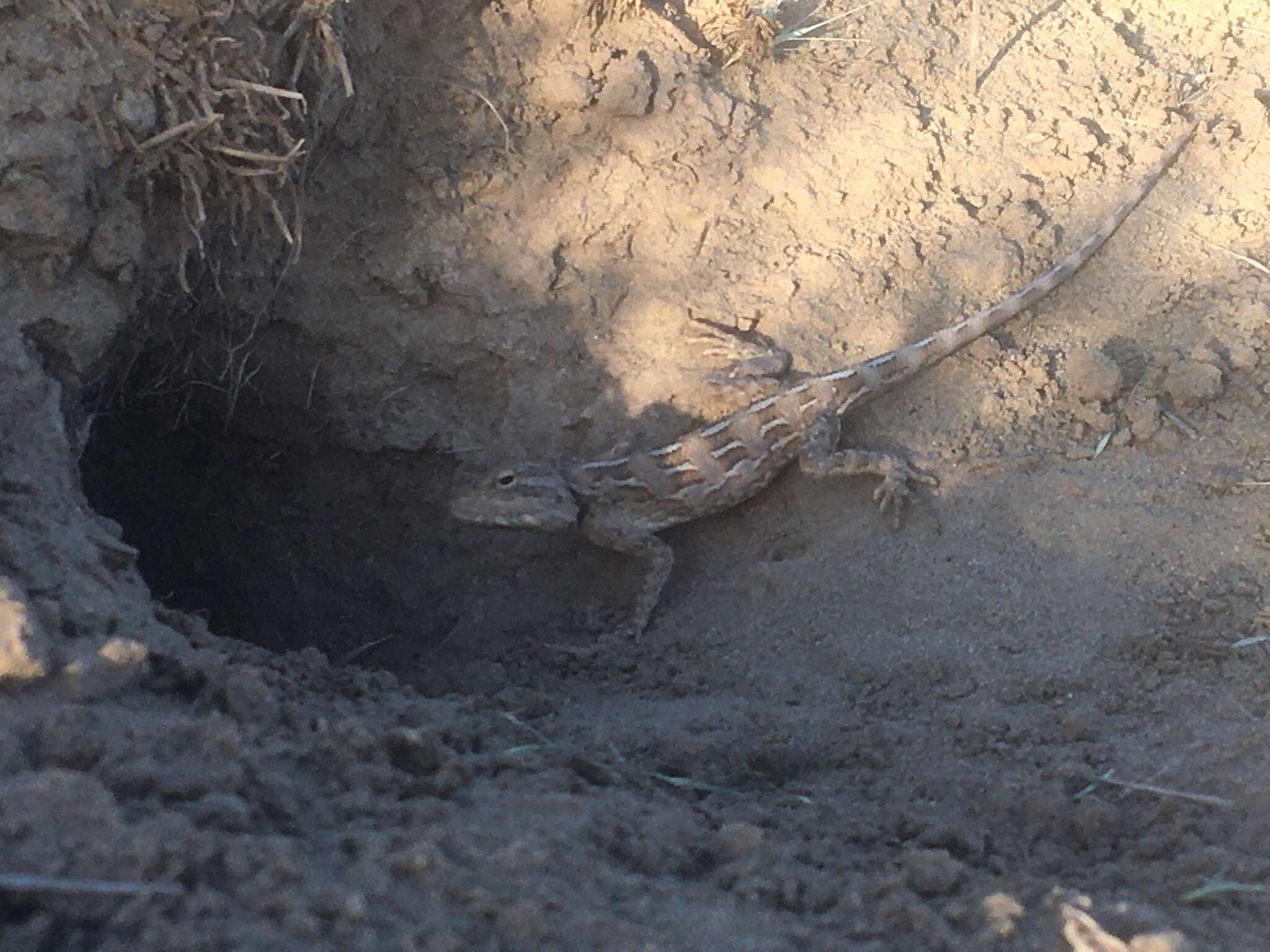 Image of Brilliant ground agama