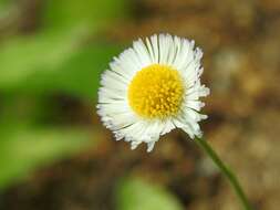 Слика од Erigeron basilobatus Blake