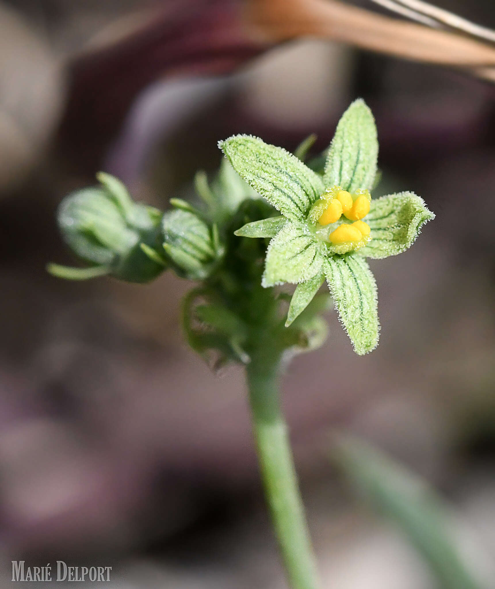 Kedrostis capensis (Sond.) A. Meeuse resmi