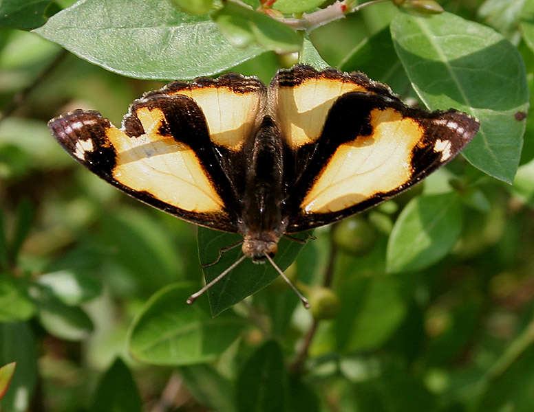 Imagem de Junonia hierta Fabricius 1798