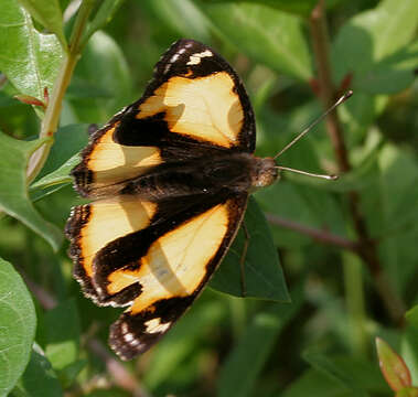 Imagem de Junonia hierta Fabricius 1798