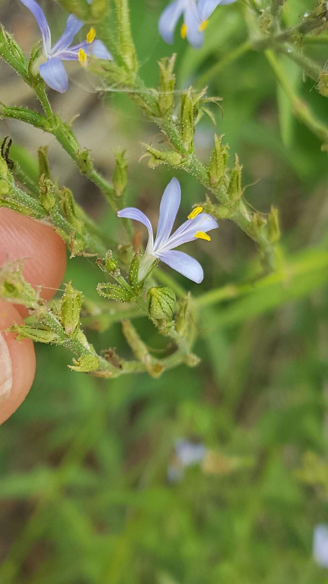 Image of smallflower wrightwort