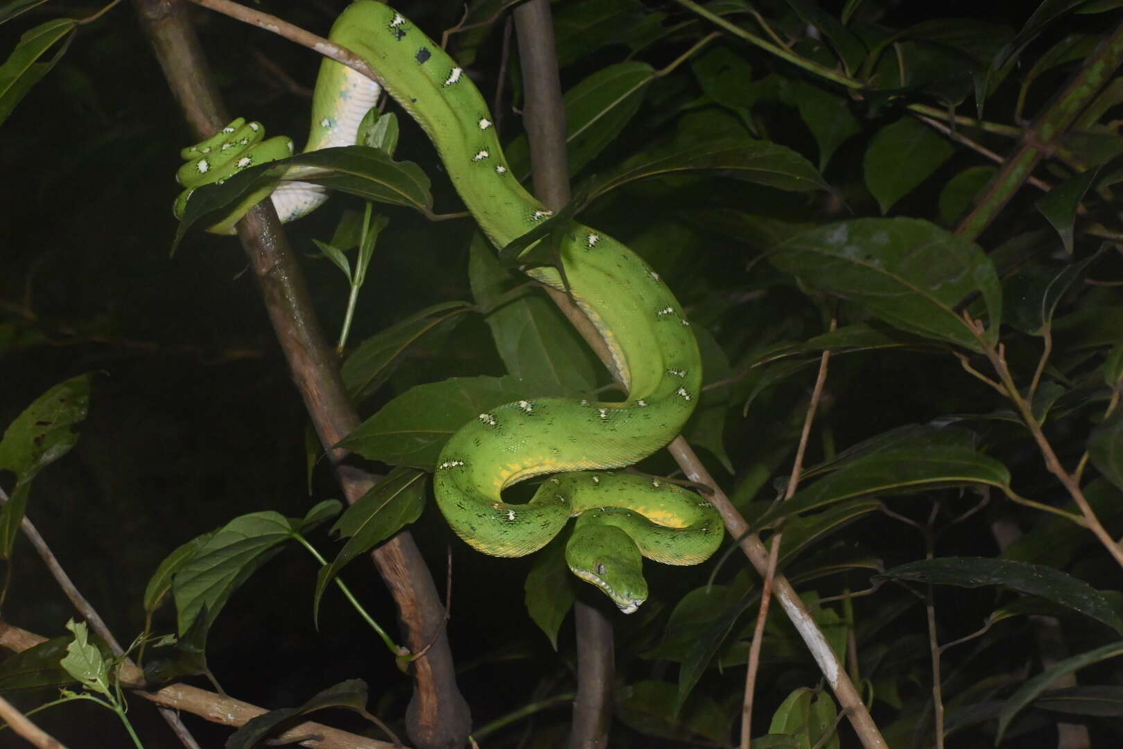 Image of Corallus batesii (Gray 1860)