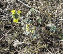 Image de Alyssum montanum subsp. gmelinii (Jord. & Fourr.) Hegi & E. Schmid