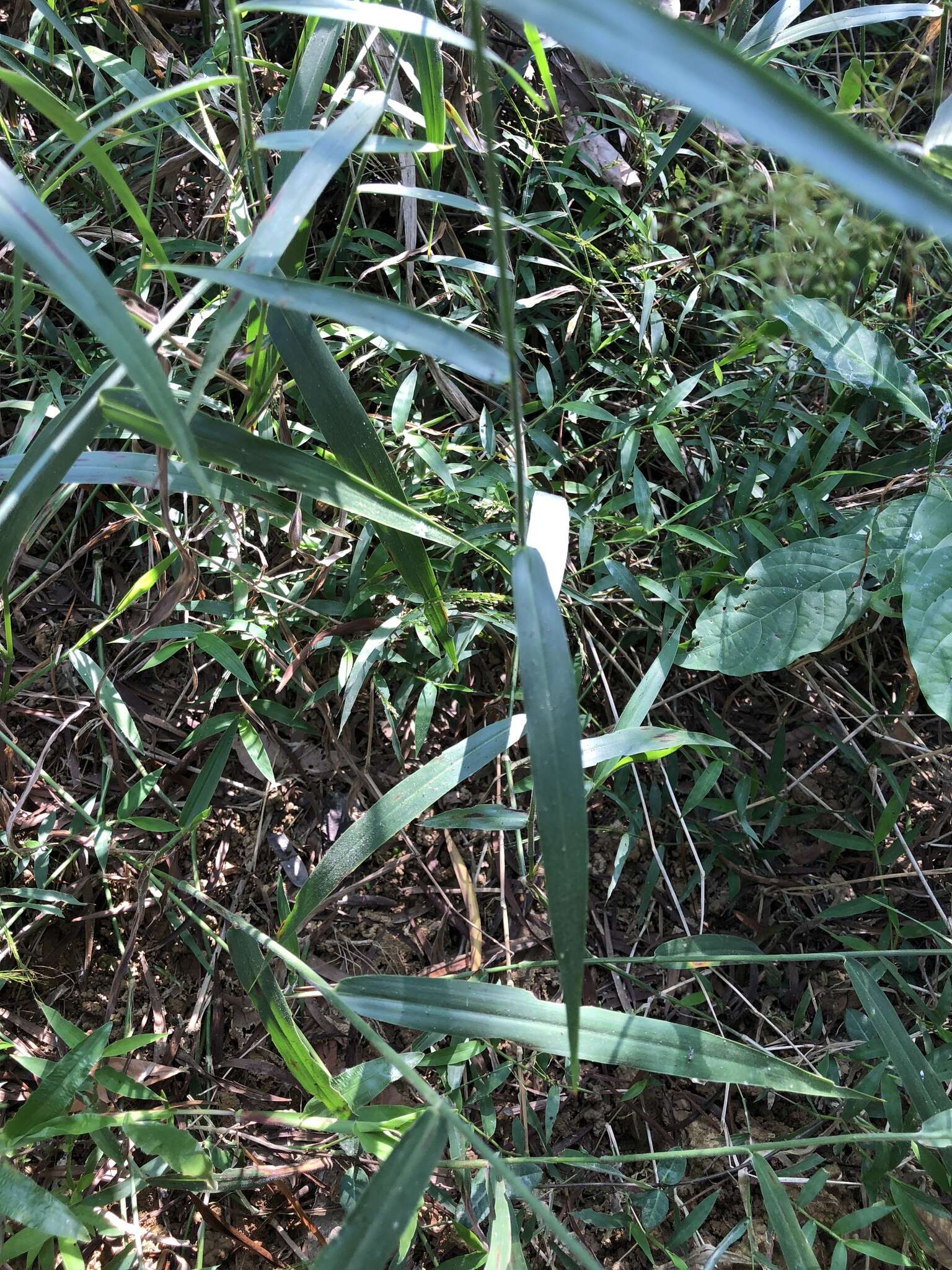 Image of Panicum sarmentosum Roxb.