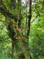 Image of Columnea glabra Oerst.