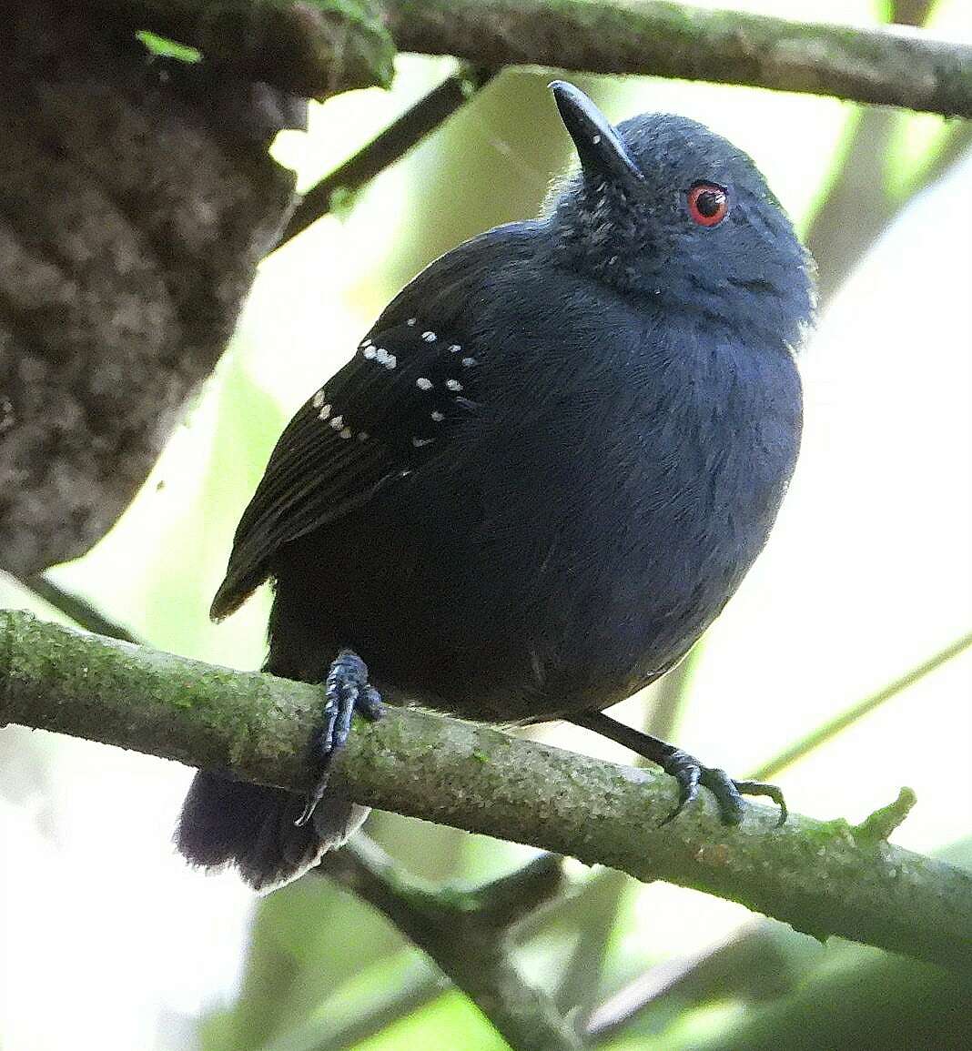 Image of Esmeraldas Antbird