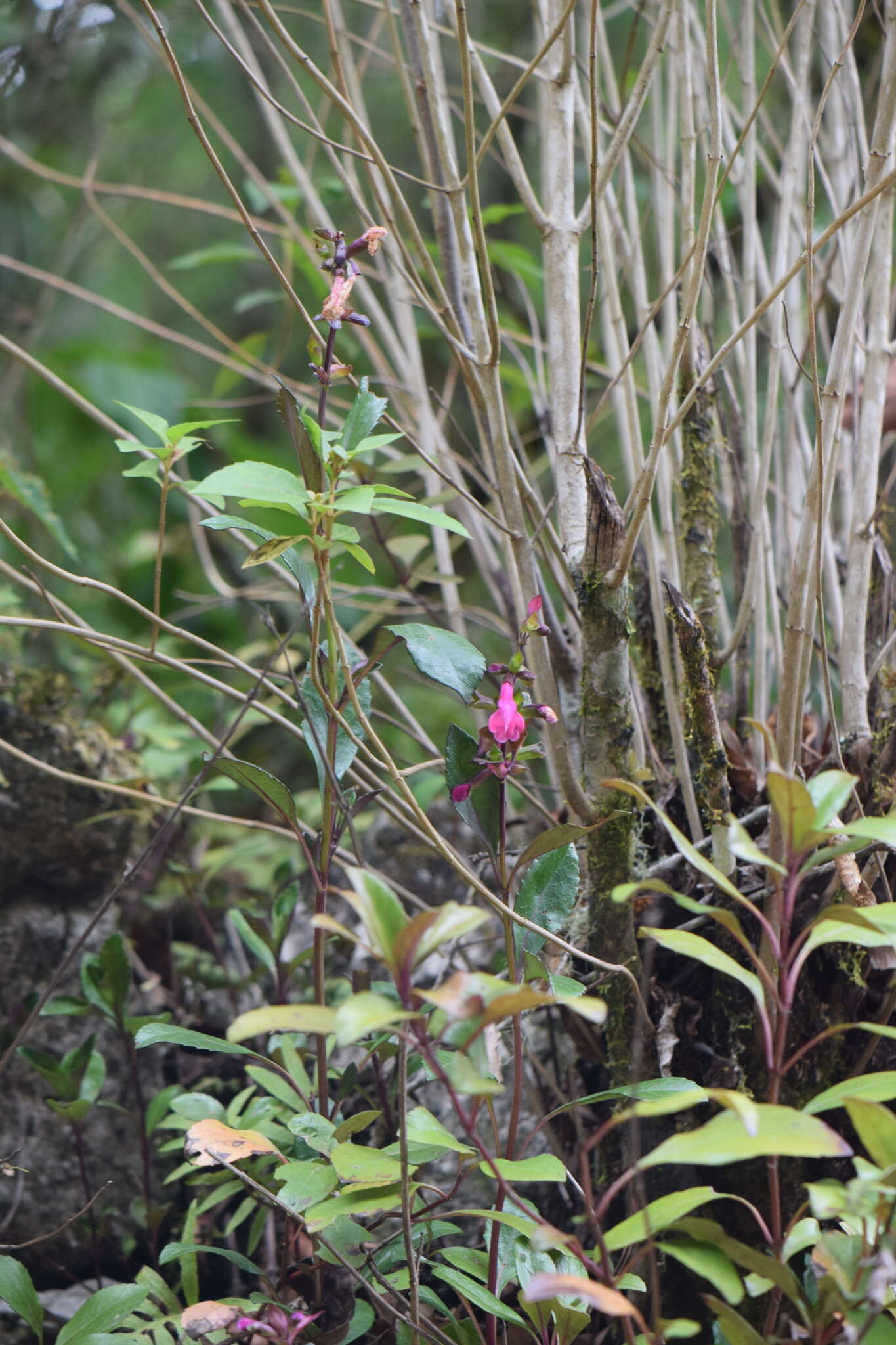 Image of Salvia buchananii Hedge