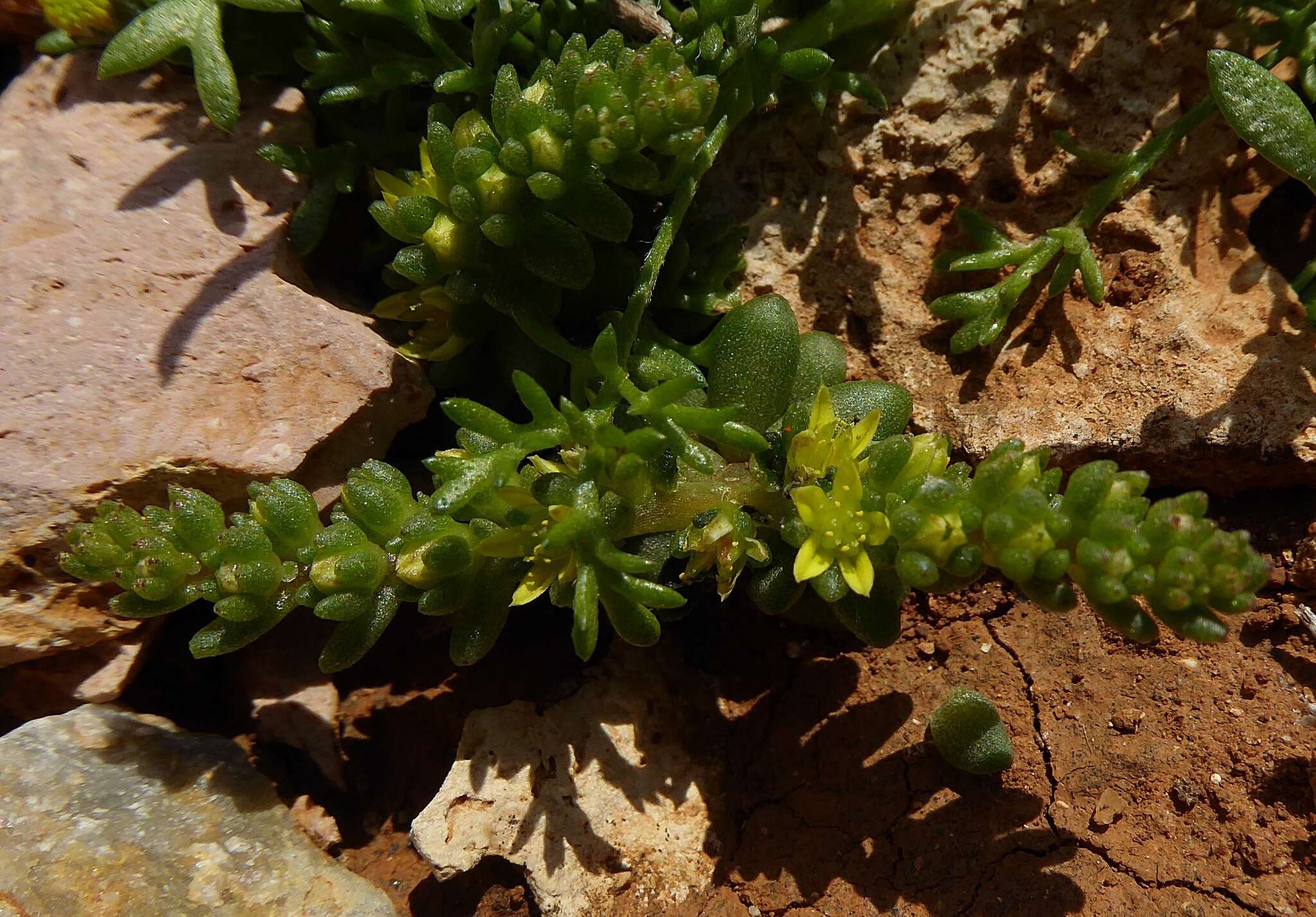 Imagem de Sedum litoreum Guss.