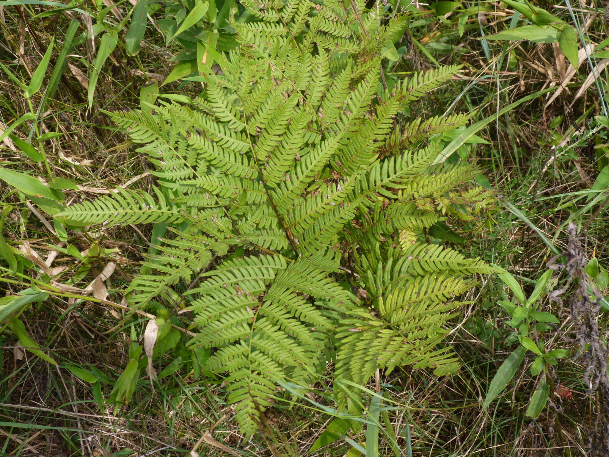 صورة Pteridium latiusculum (Desv.) Hieron. ex Fries