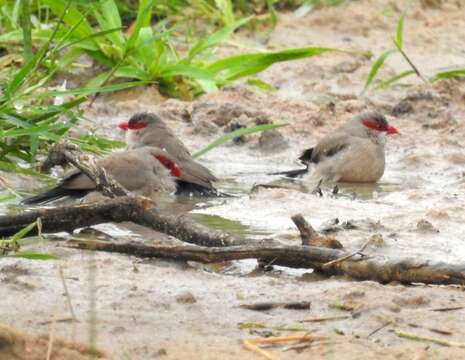 Image of Black-rumped Waxbill