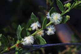 Plancia ëd Acacia hispidula (Sm.) Willd.