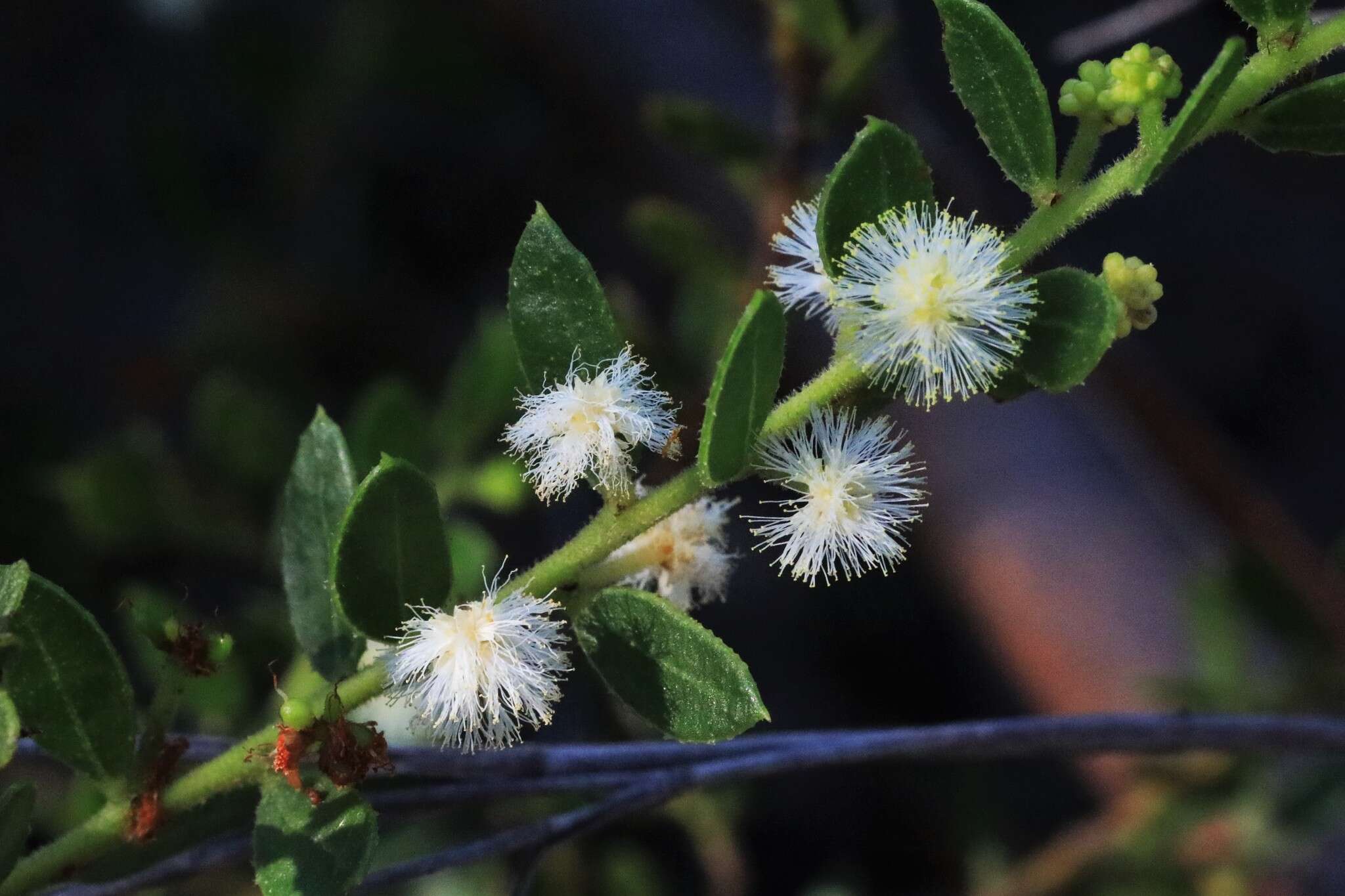 Image of Acacia hispidula (Sm.) Willd.