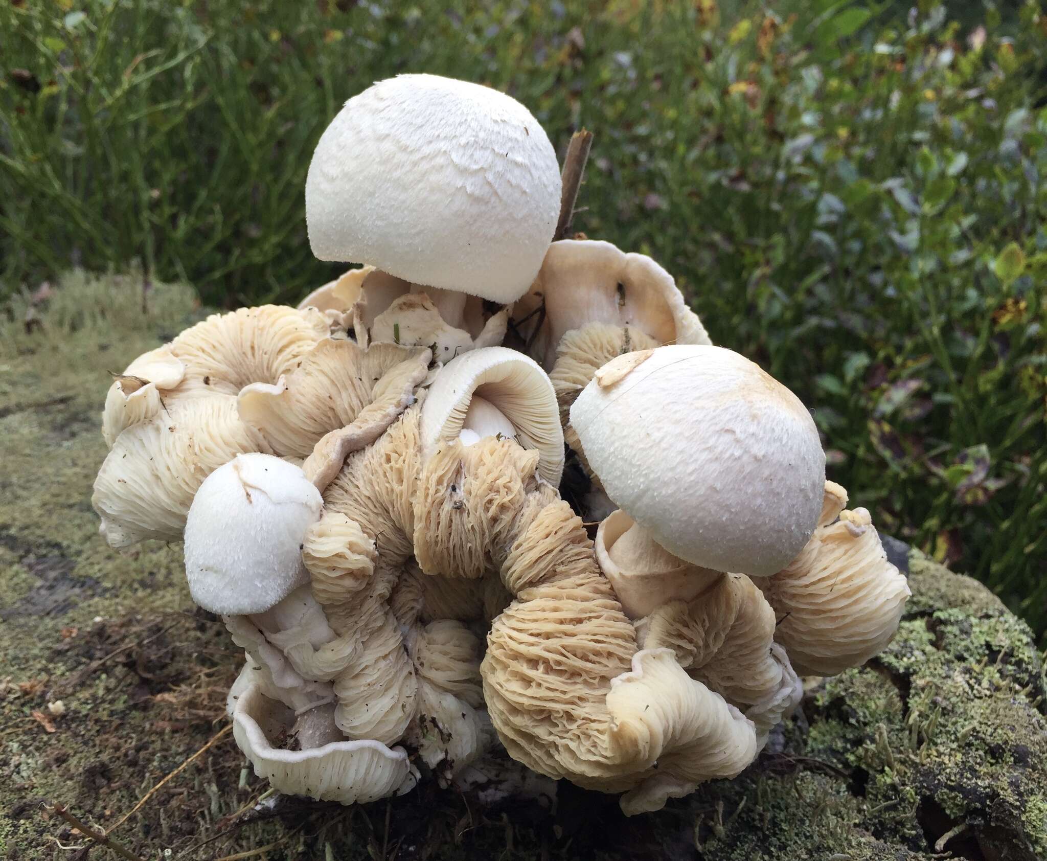 Image of Volvariella surrecta (Knapp) Singer 1951