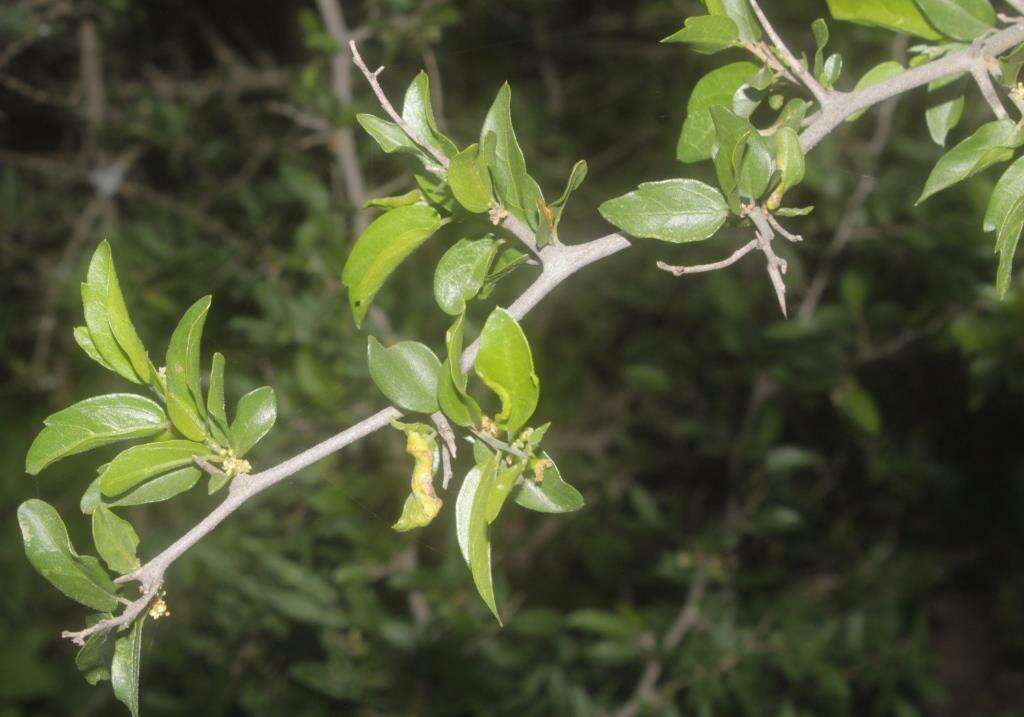Image of Neopringlea integrifolia (Hemsl.) S. Wats.