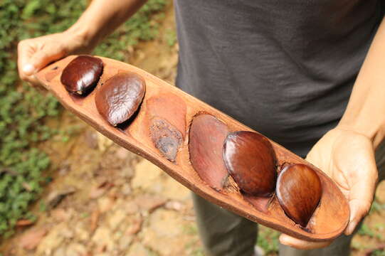 Image of oilbean tree