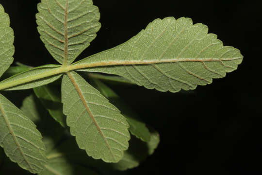 Image of Bursera tomentosa (Jacq.) Triana & Planch.