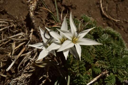 Image of Tristagma patagonicum (Baker) Traub