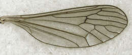 Image de Trichocera annulata Meigen 1818