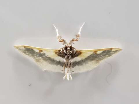 Слика од Apilocrocis cephalis Walker 1859