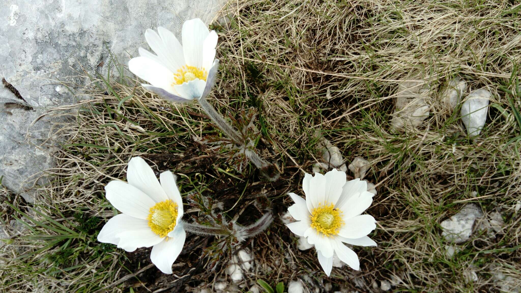 Image of Pulsatilla alpina subsp. millefoliata (Bertol.) D. M. Moser
