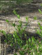 Forestiera pubescens var. pubescens resmi