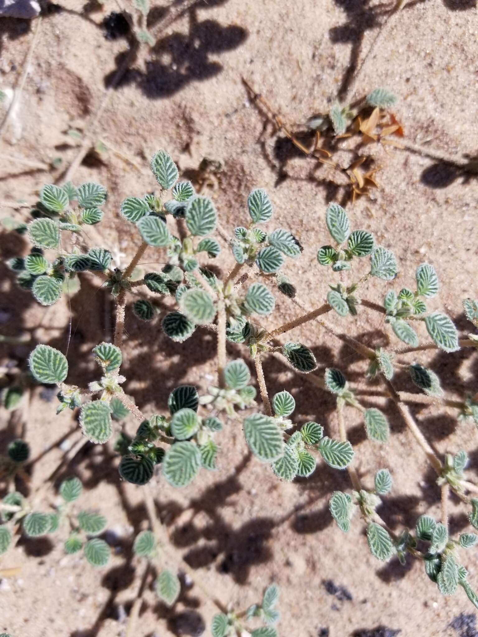 Image of fanleaf crinklemat