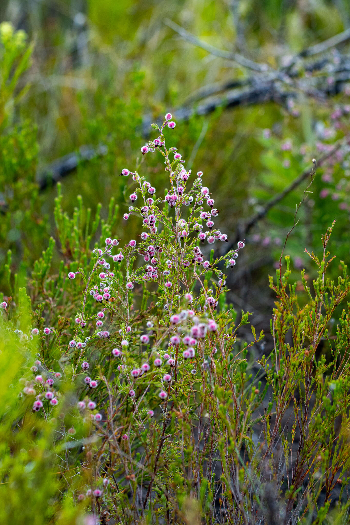 Image of Erica bruniades L.