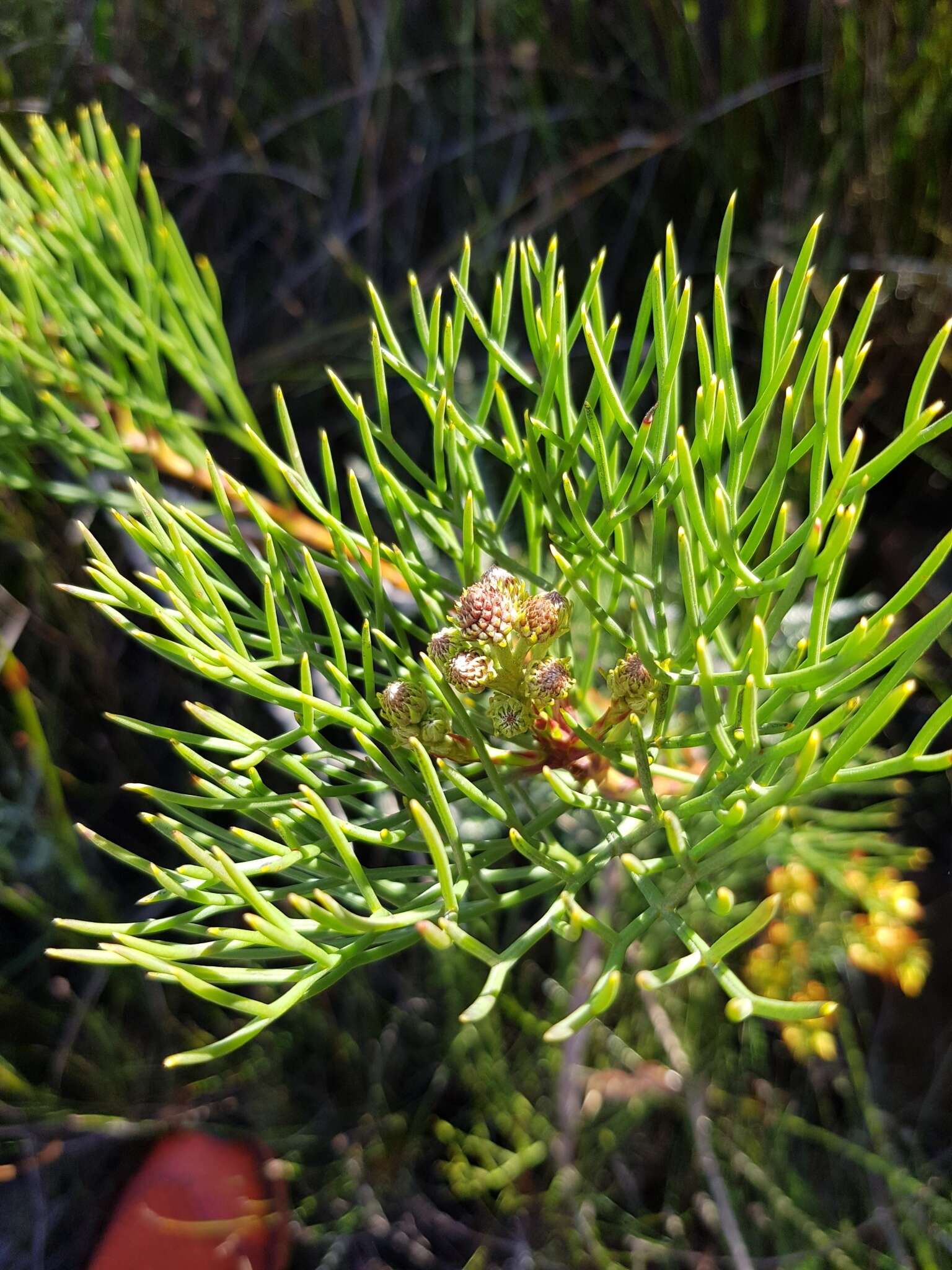 Image of Serruria triternata (Thunb.) R. Br.