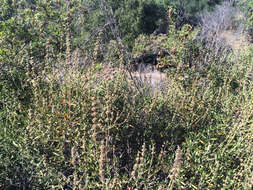 Image of black sage