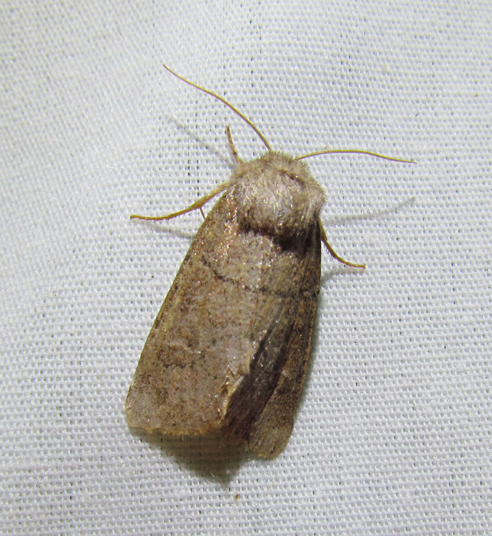 Image of Crocigrapha