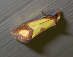 Image of Sulfur knapweed root moth