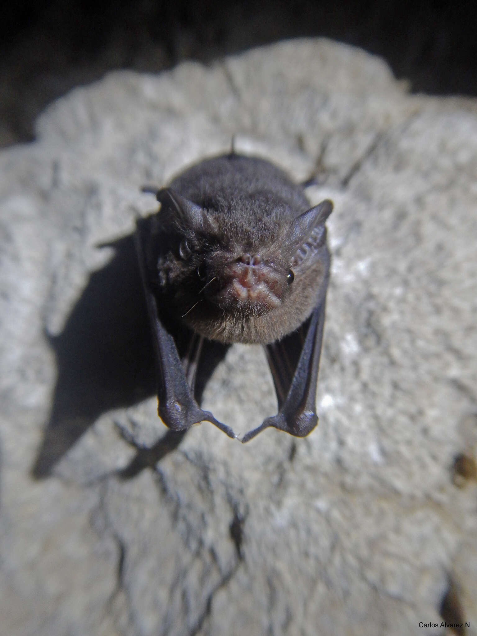 Image of Sac-winged bats