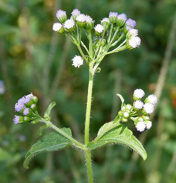 Image of tropical whiteweed