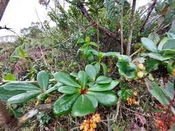 Image of Berberis psilopoda Turcz.