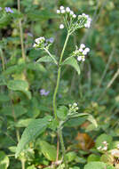 Imagem de Ageratum conyzoides L.