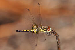 Слика од Celithemis ornata (Rambur 1842)