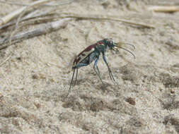 Image of Cicindela (Cicindela) lengi lengi W. Horn 1908