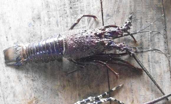 Image of Longlegged Spiny Lobster