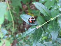 Image de <i>Poecilocoris lewisi</i>